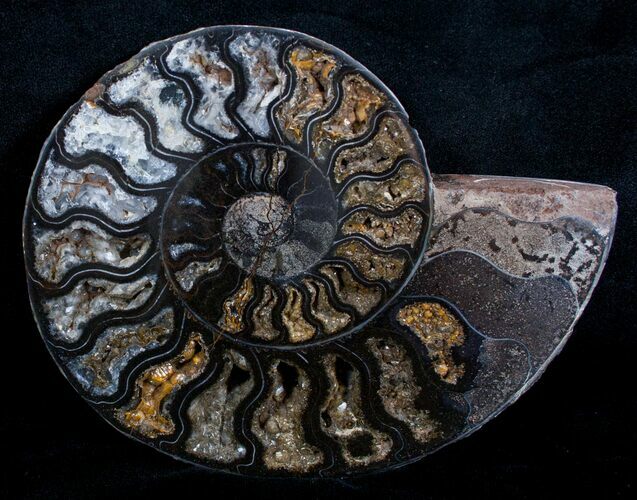 Unusual Black Split Ammonite - / Inches Wide (Half) #3596
